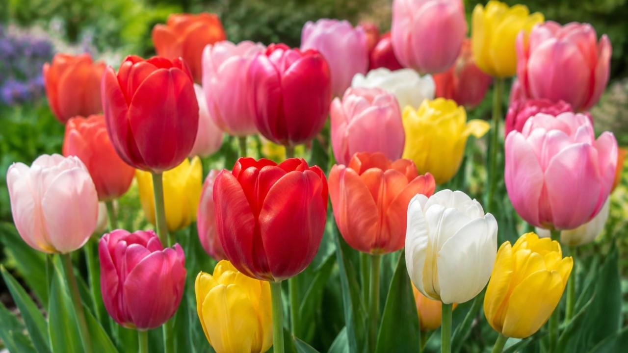 Bunga Tulip, Keindahan, Jenis, Makna, dan Cara Merawatnya