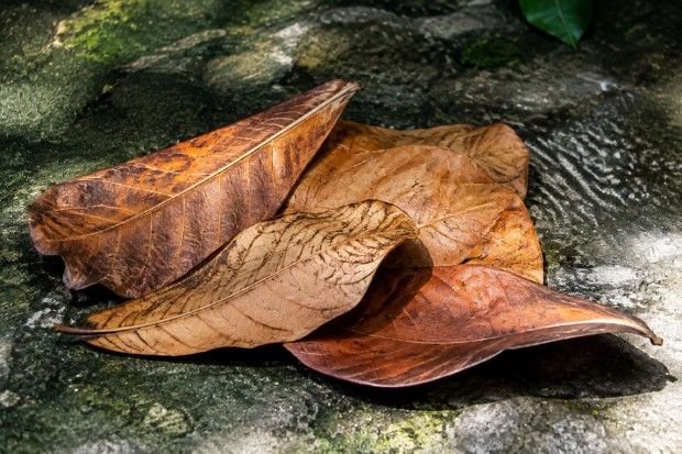 Cara Memilih dan Menyiapkan Daun Kering
