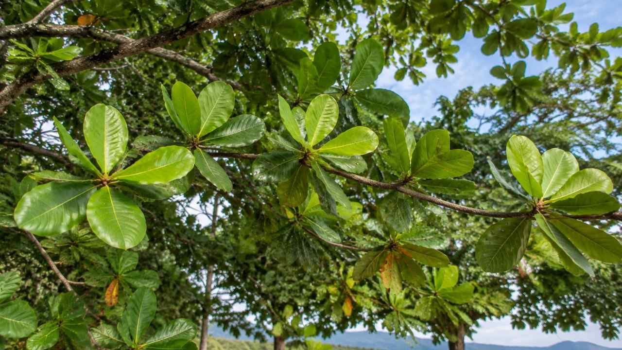 Daun Ketapang, Manfaat dan Cara Menggunakannya