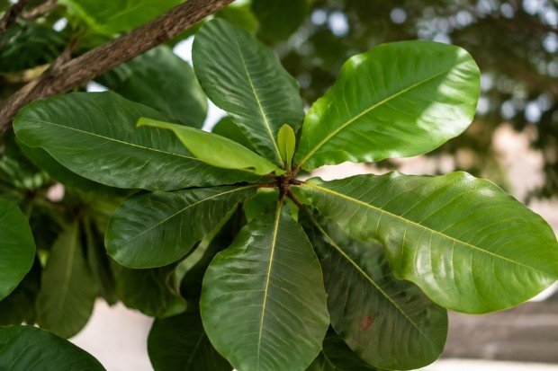 Kandungan Alami Daun Ketapang