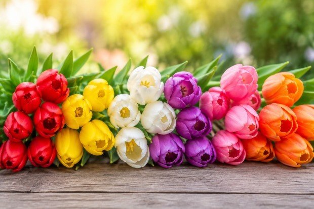 Makna Tulip Berdasarkan Warnanya