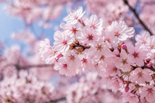 Waktu Terbaik Menikmati Keindahan Bunga Sakura