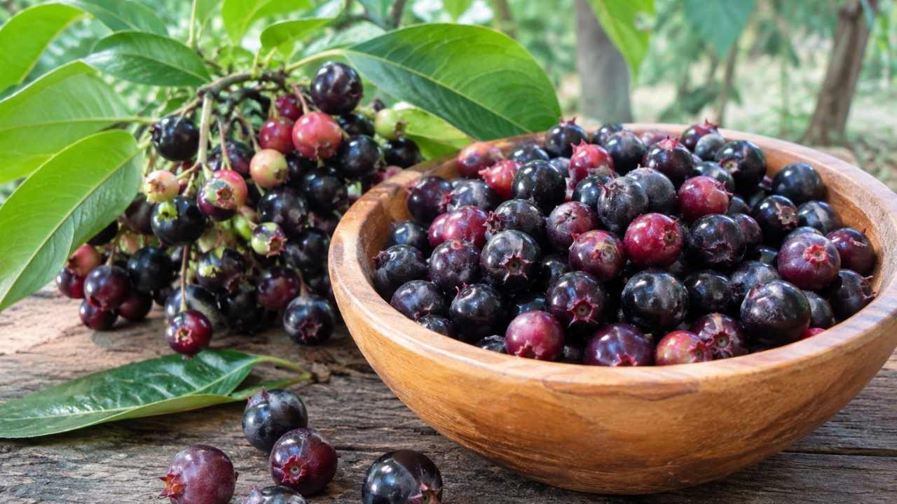 Buah Buni, Si Kecil Berwarna Menarik dengan Manfaat yang Besar