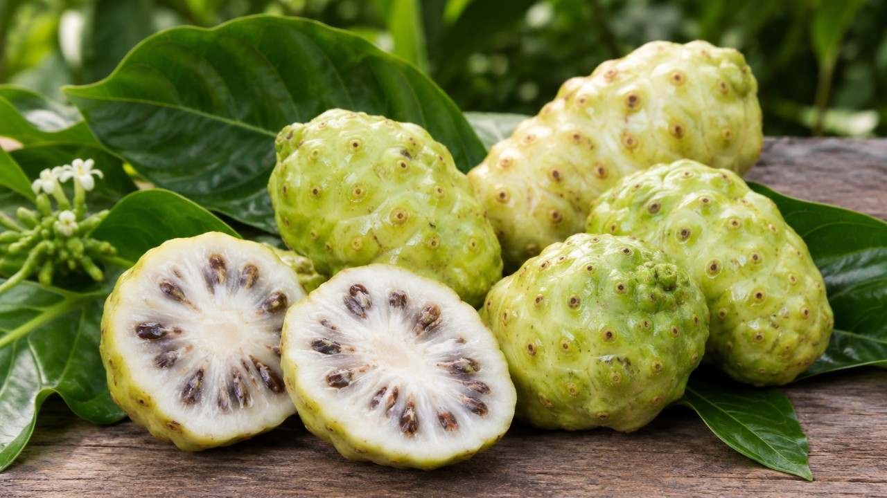 Buah Mengkudu dan Manfaatnya, Apa Saja yang Perlu Diketahui