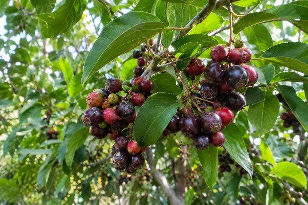 Kandungan Nutrisi Buah Buni