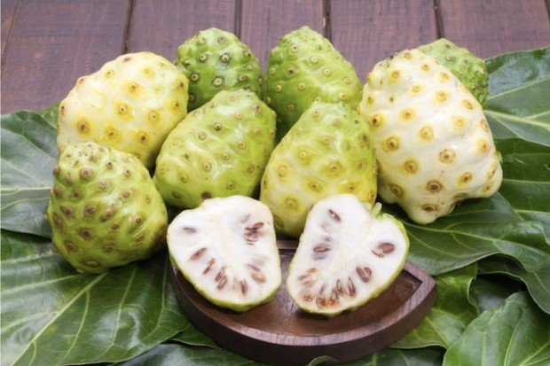 Mengenal Buah Mengkudu Lebih Dekat